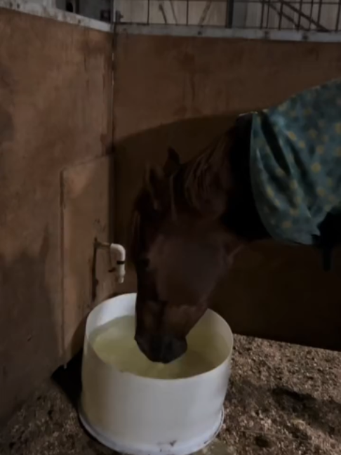 @Horses TikTok