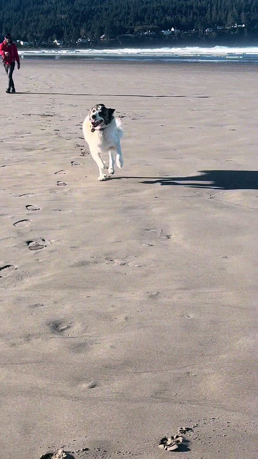 @PawsandPassports