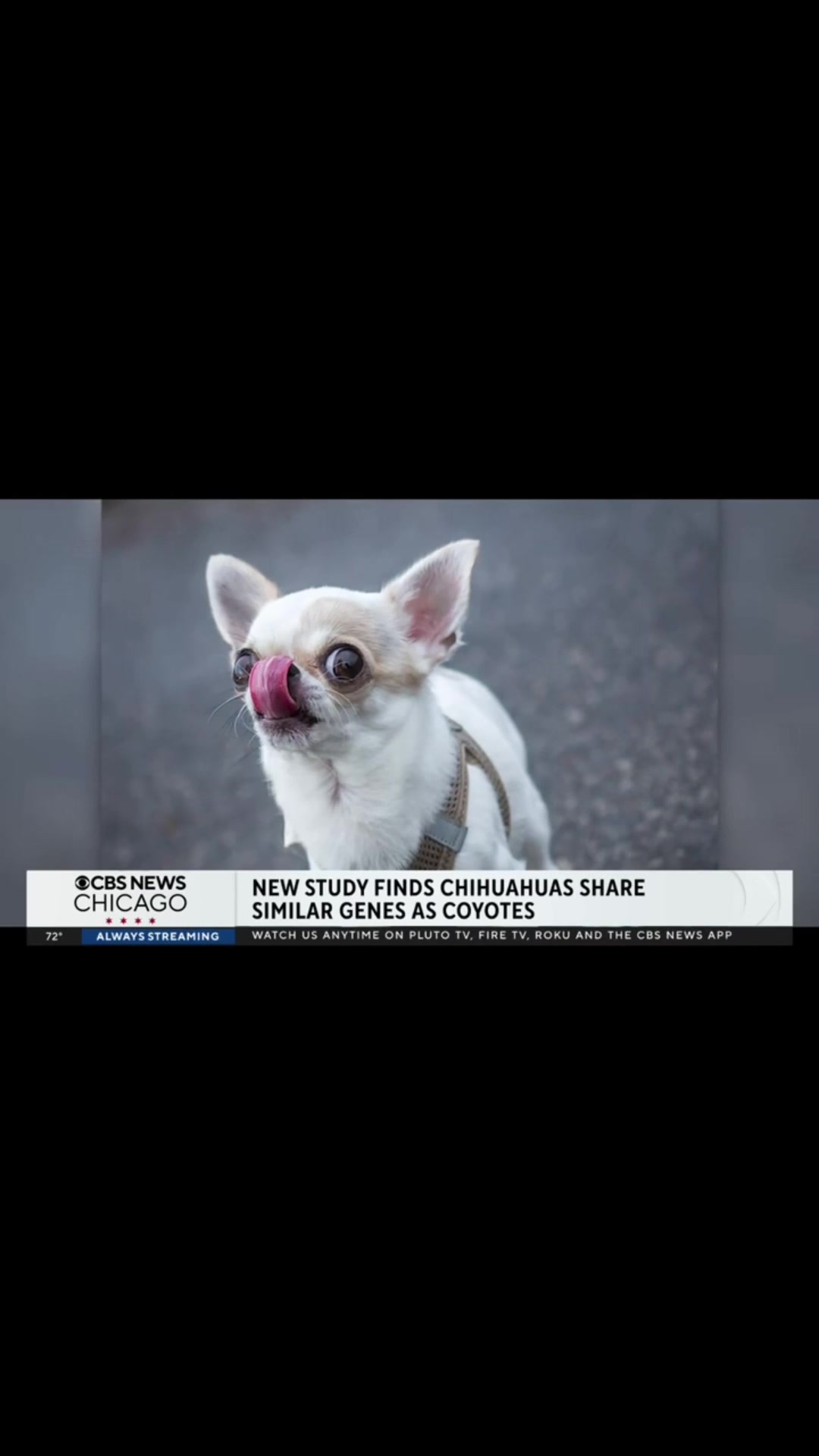 @Cody the Chi & The Spare Ones