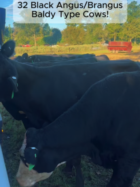 @Rutherford Land and Cattle