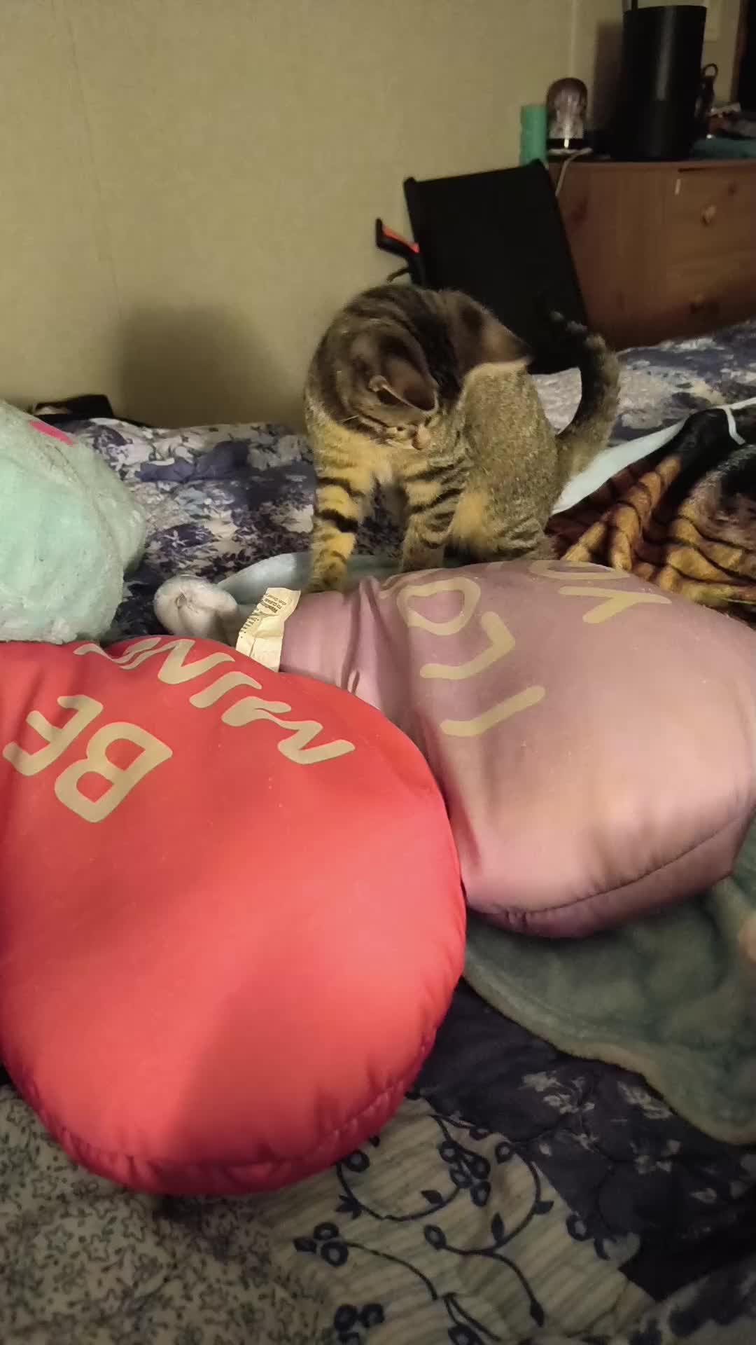 @Pickles the cat