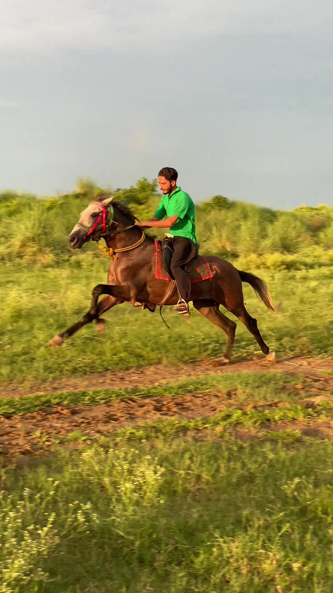 @Ch Hammad bokan &hearts;️🐎
