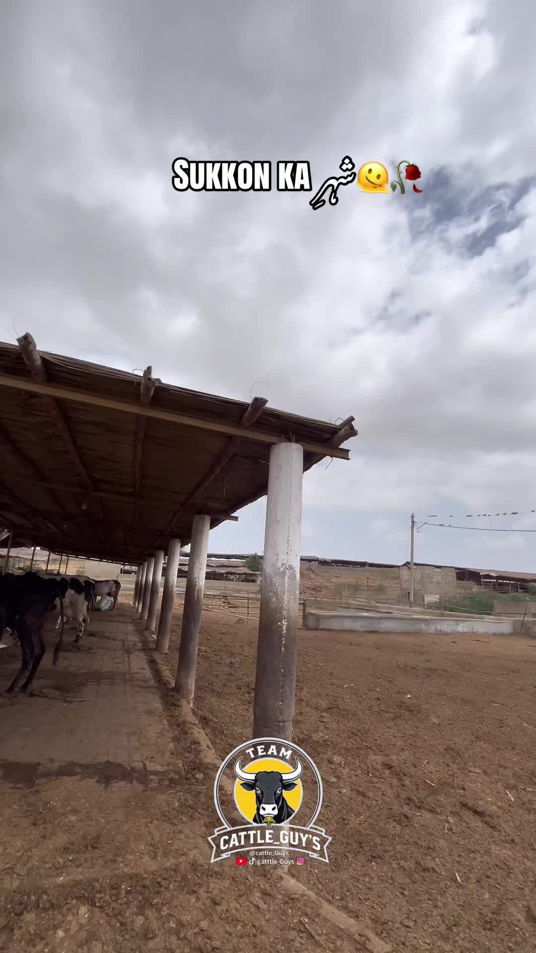 @Cattle_Guy&rsquo;s