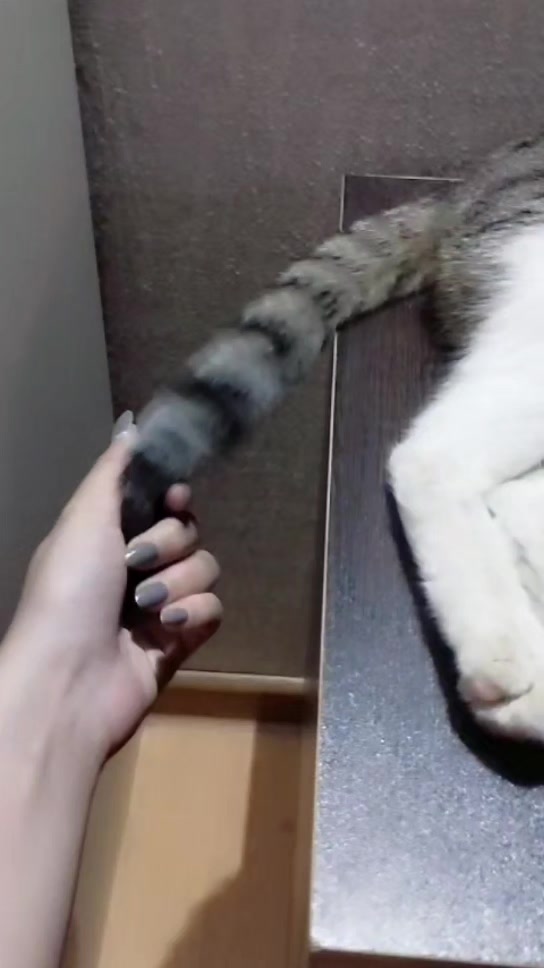 @🐾