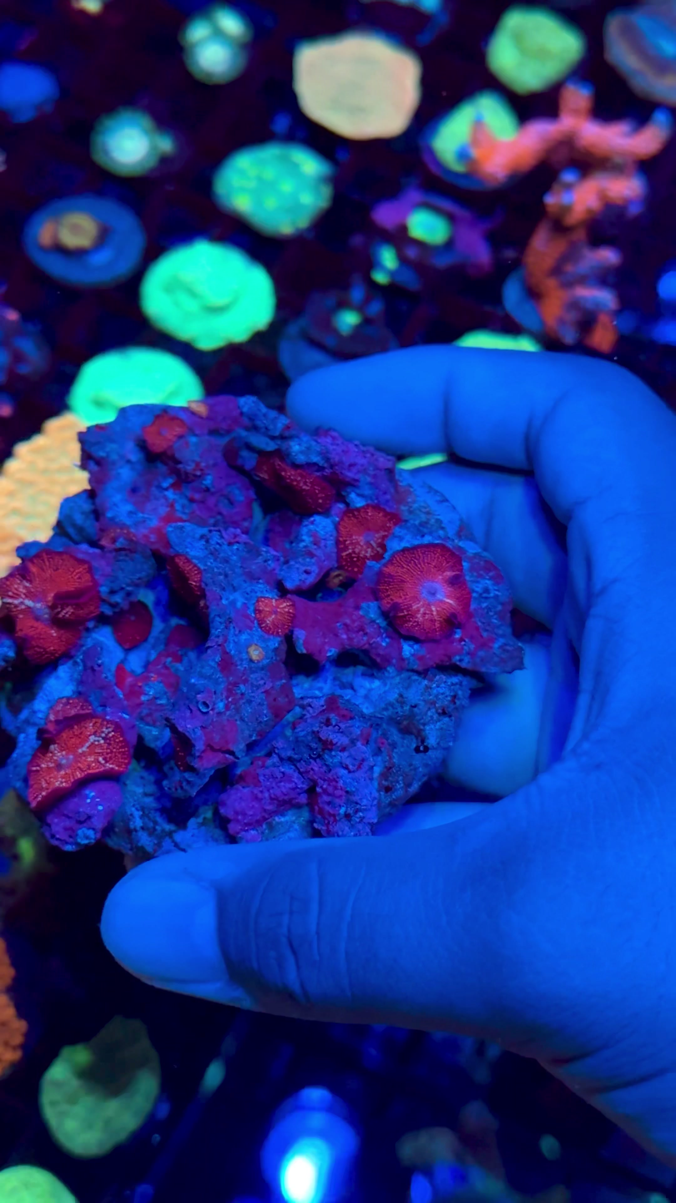 @Cali_Coral_Connect_hxa