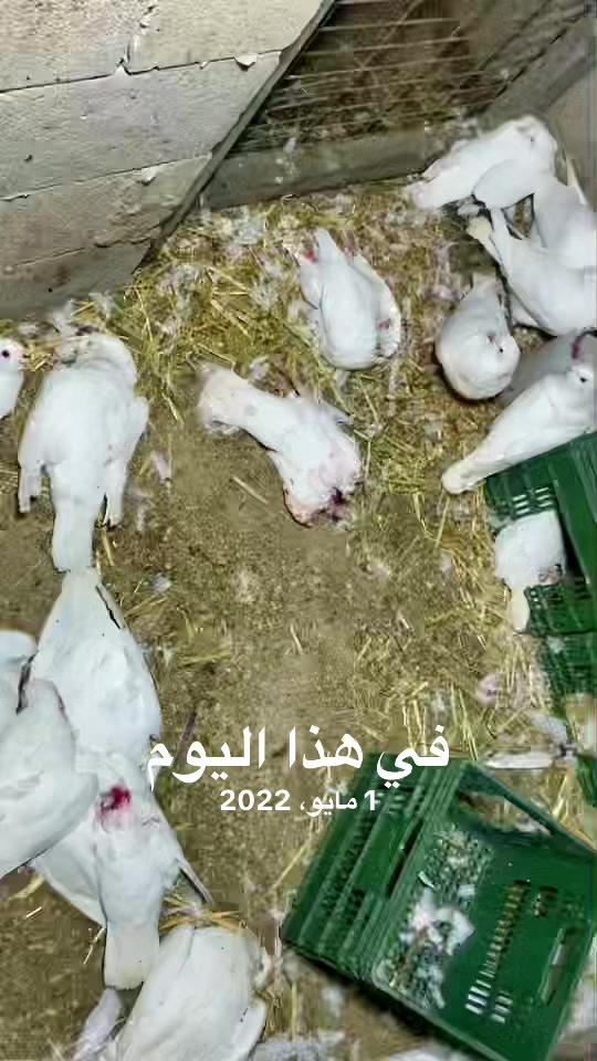 @عبد ابو خضير