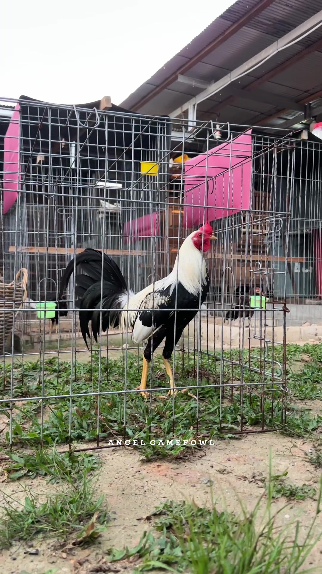 @angelsgamefowl88