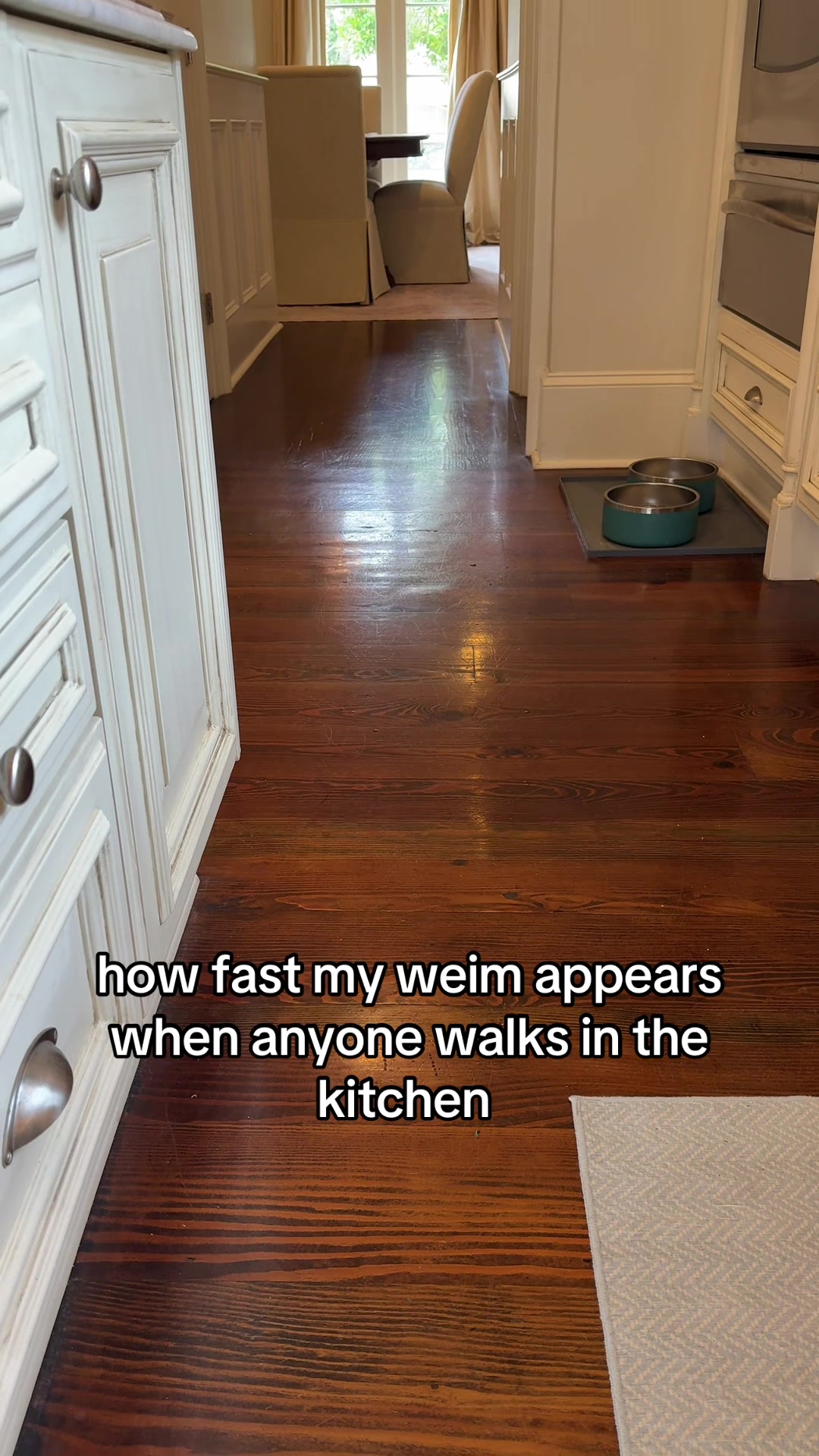 @Zoey the Weim