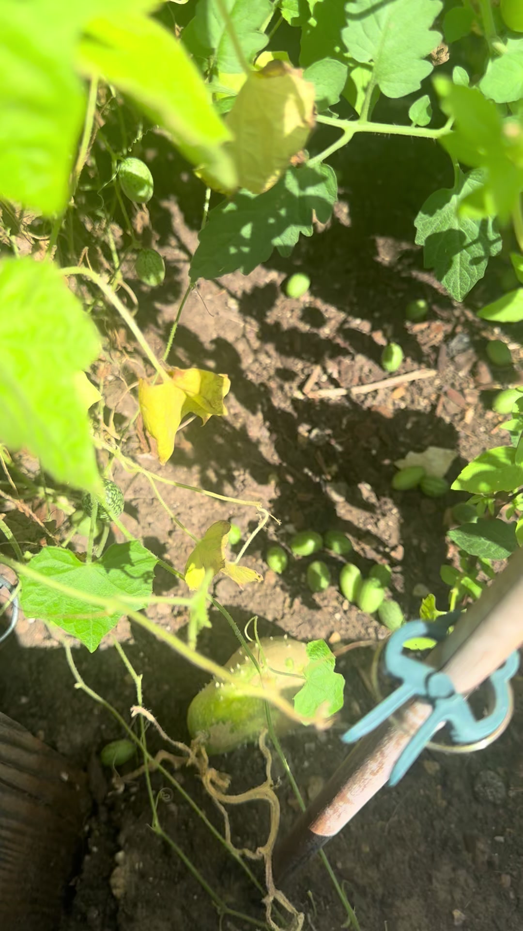 @SaraRNAtHappyFunMicroOrchard