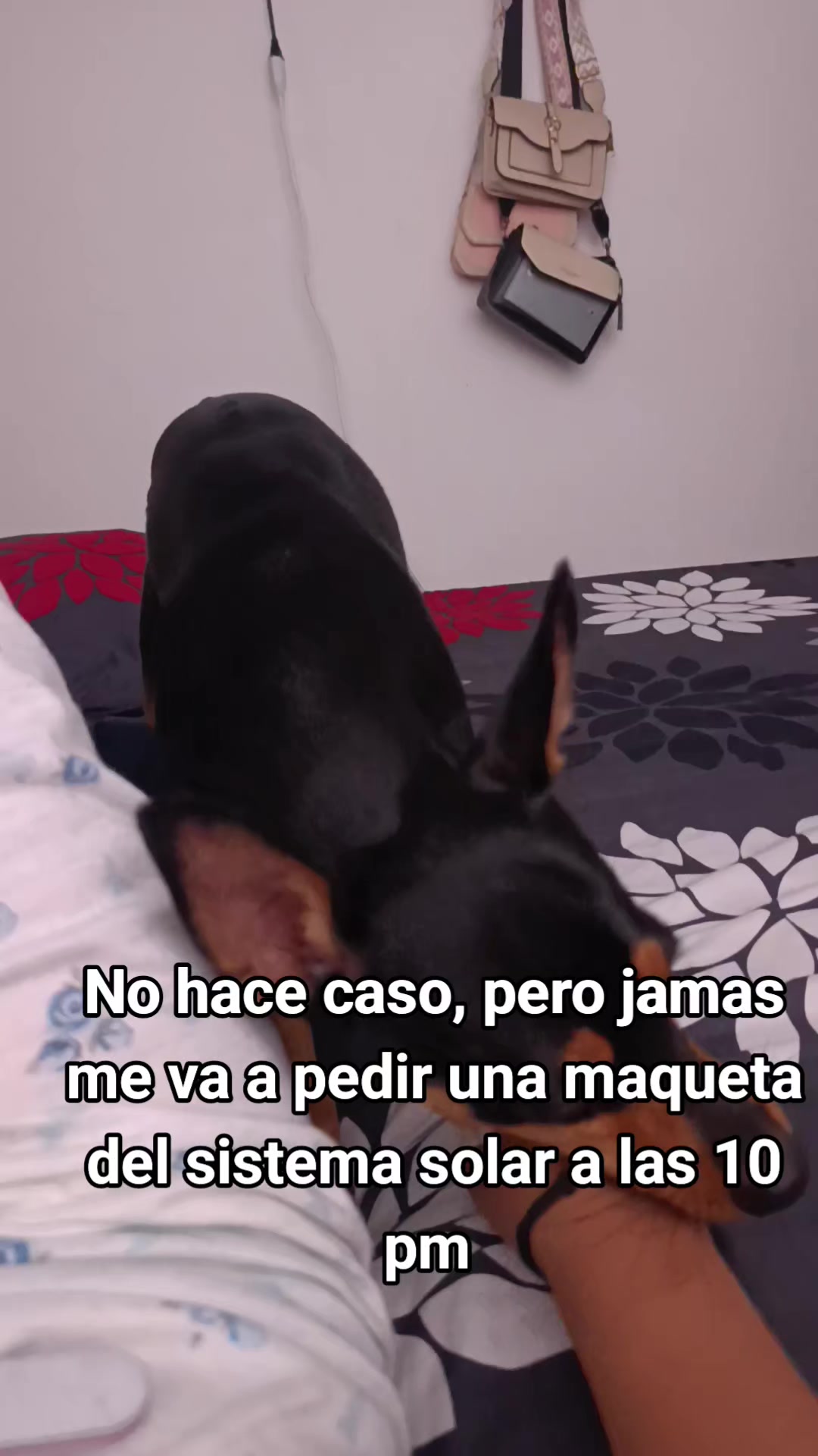 @CANTOR🦇