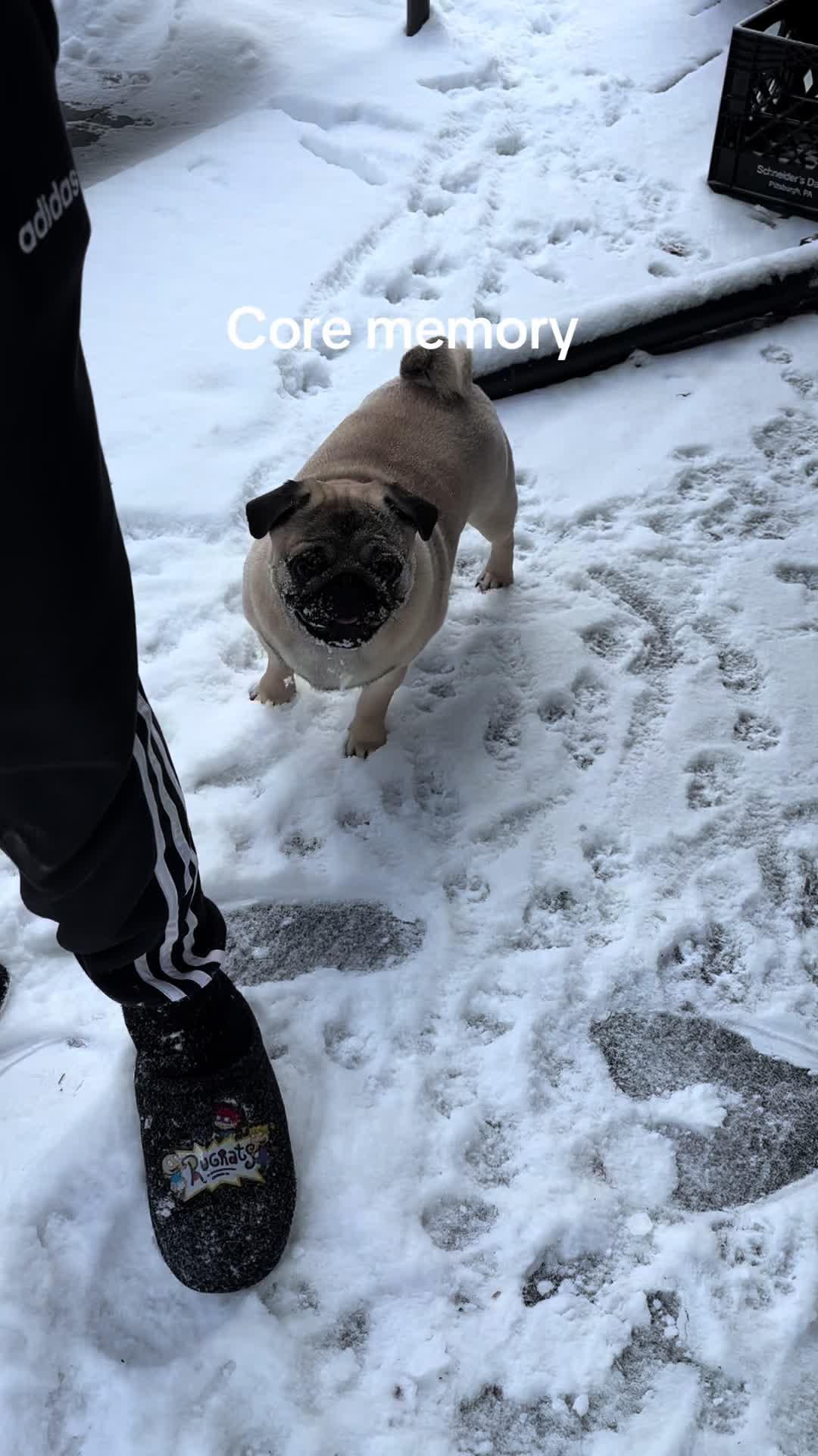 @thewinterpug