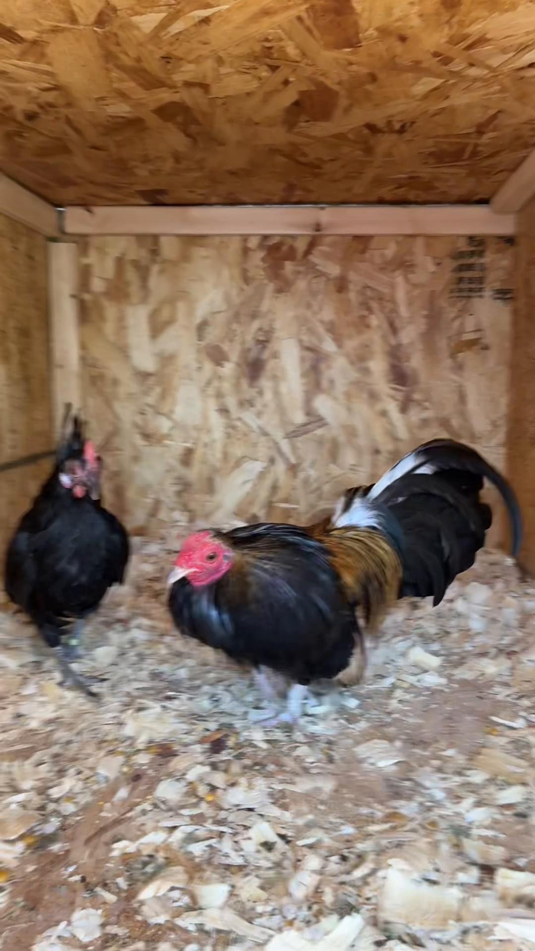 @FARMING.MM56