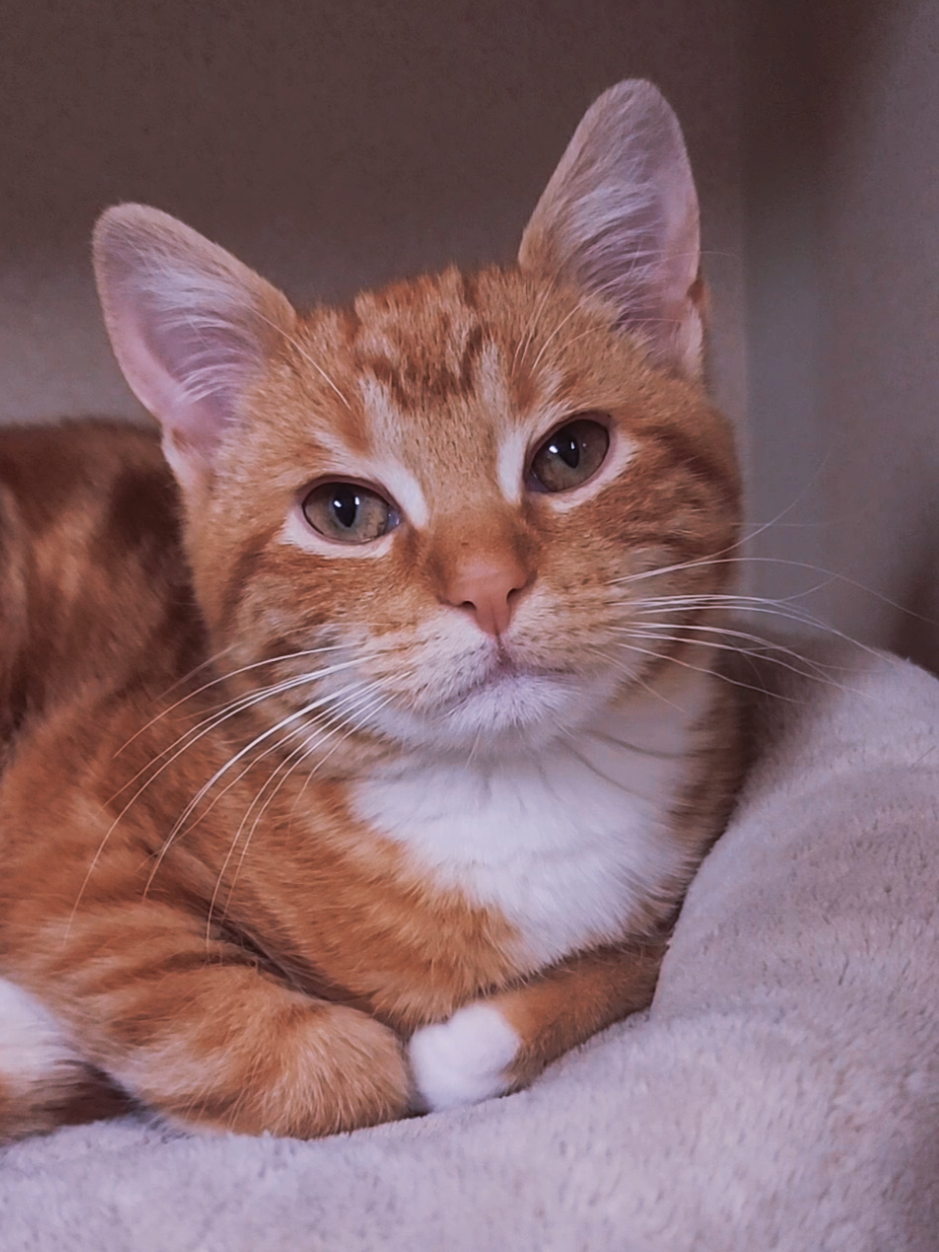 @Protectors of Animals CT