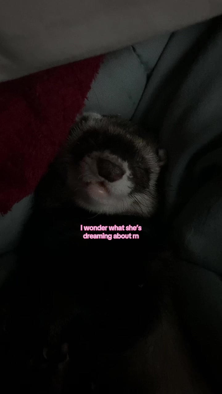 @Laine ౨ৎ
