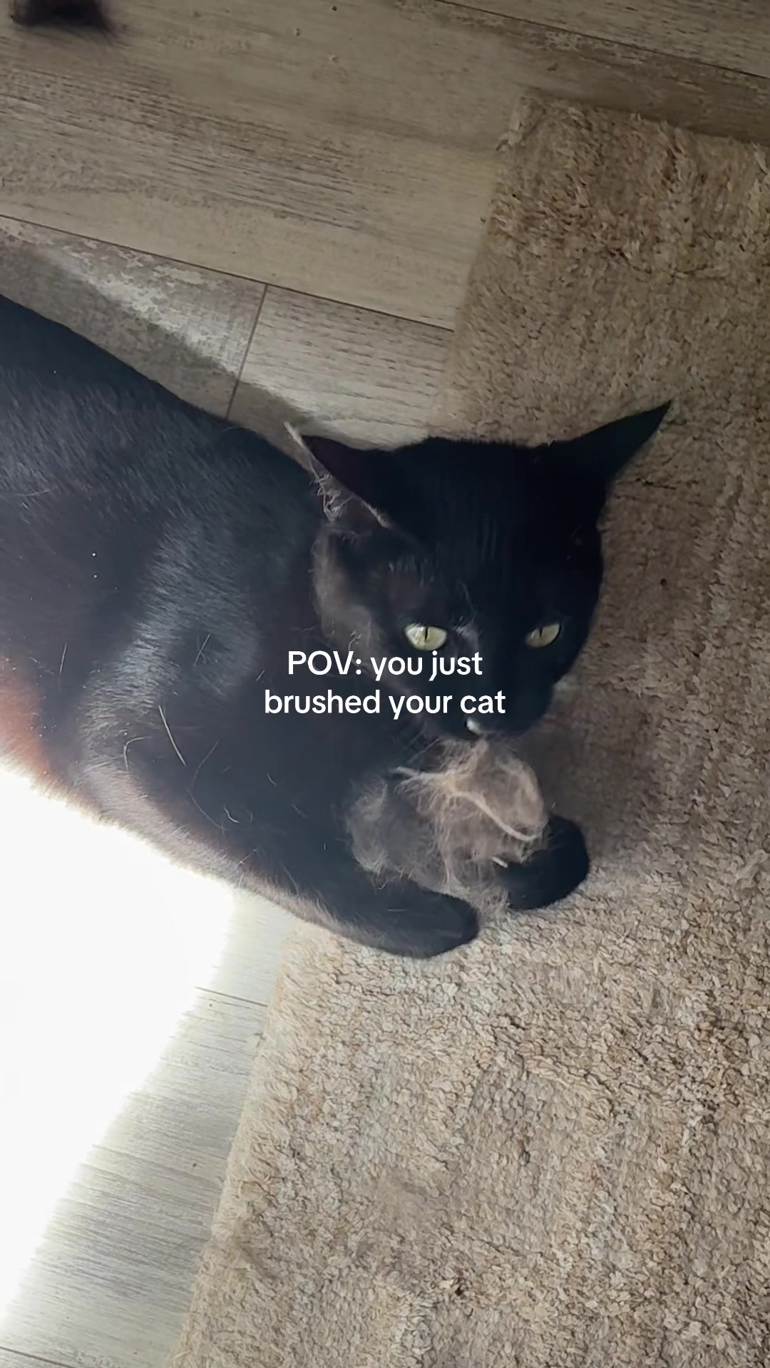 @Biggy smalls🐈⬛