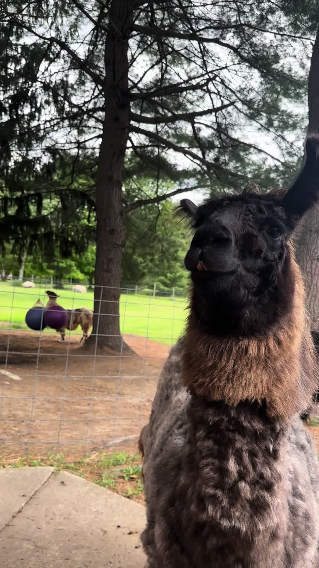 @The Packing Llamas