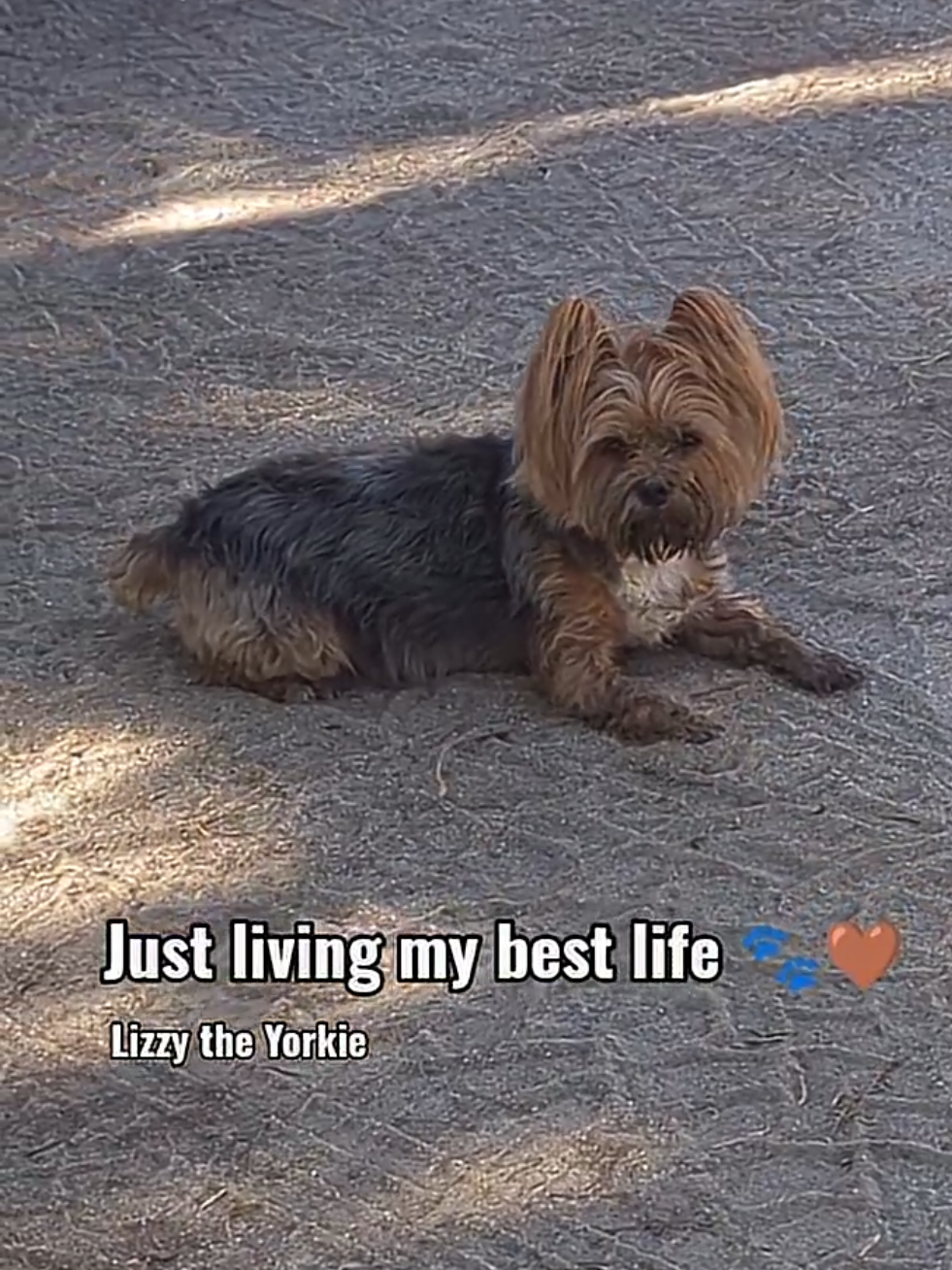 @Lizzytheyorkie