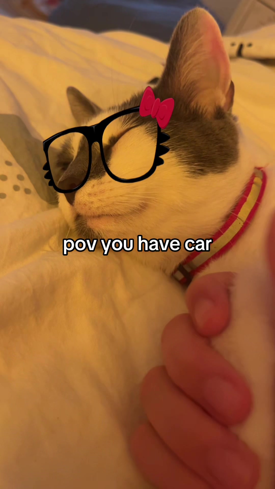 @🐈&zwj;⬛