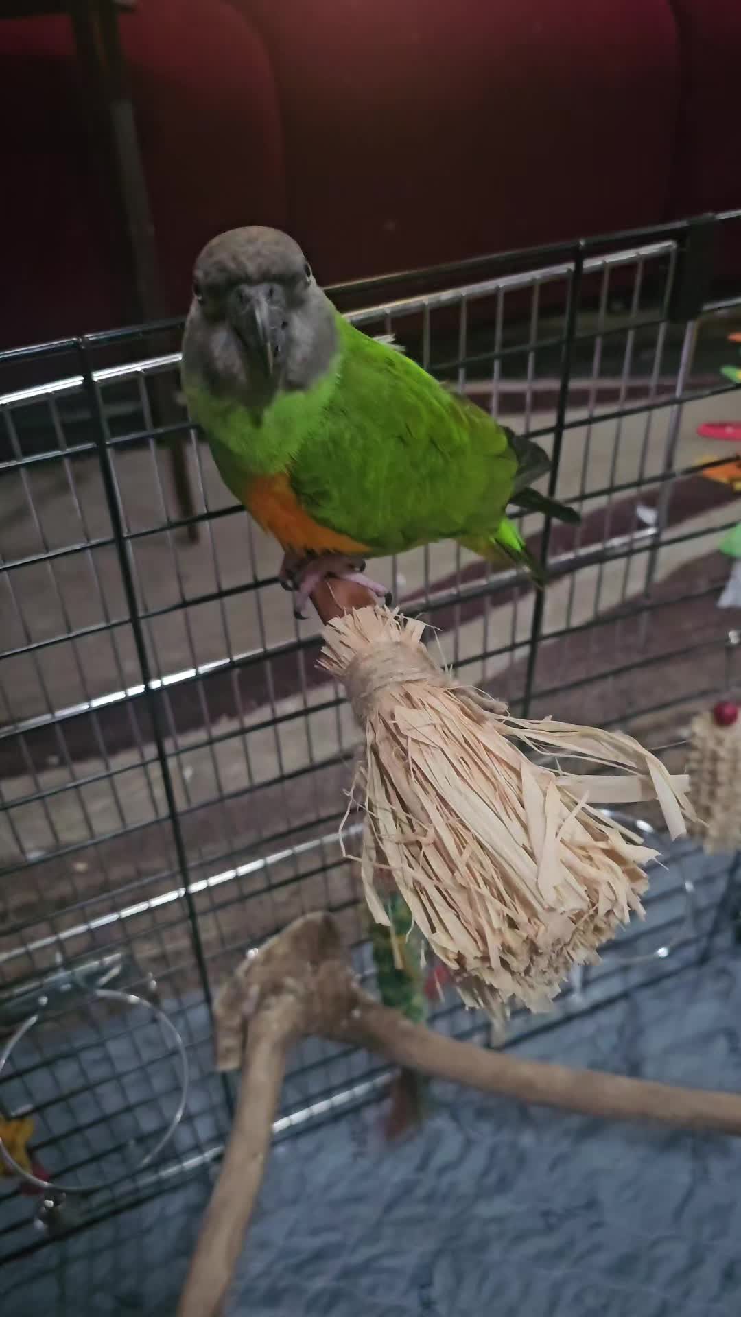 @My Budgie, My Budgie, And Me