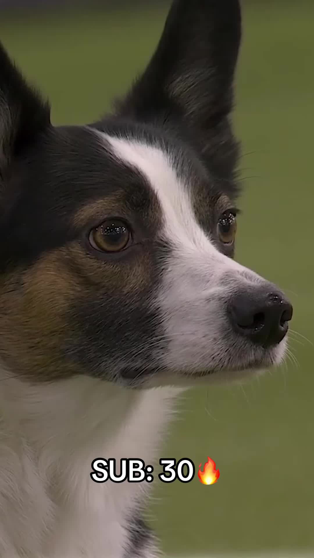 @Westminster Kennel Club