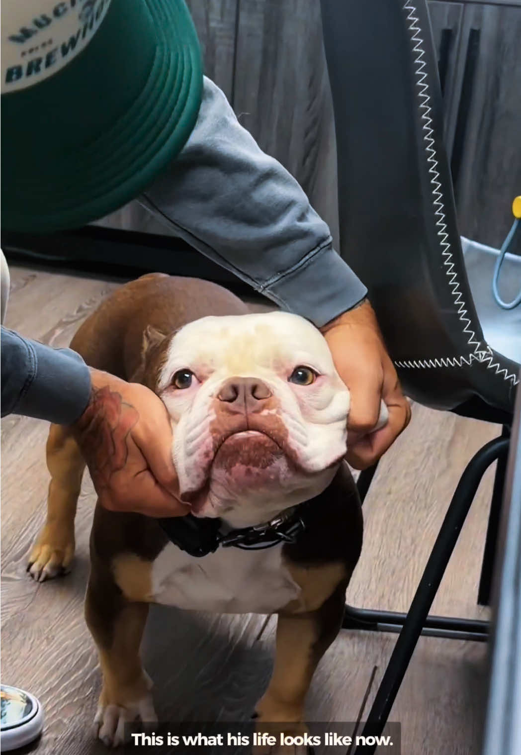 @Miracle K9 Training
