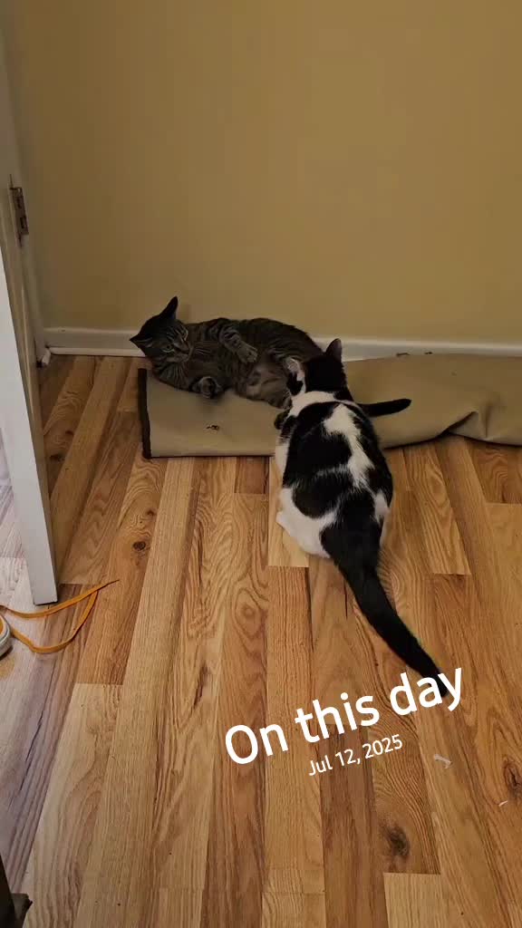 @Dawnie☀️🔥💕😸🏳️&zwj;🌈🏳️&zwj;⚧️🐊🦕