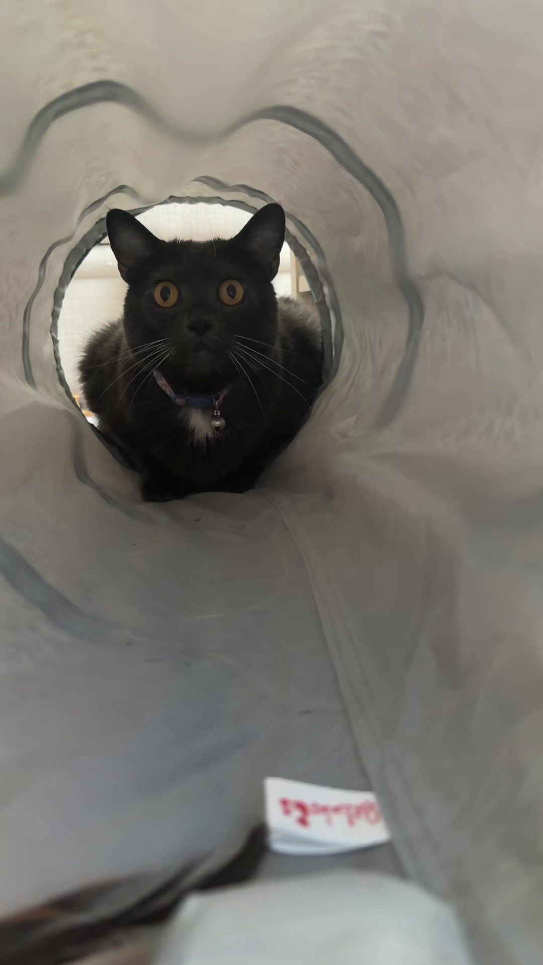 @zeldathecutecat
