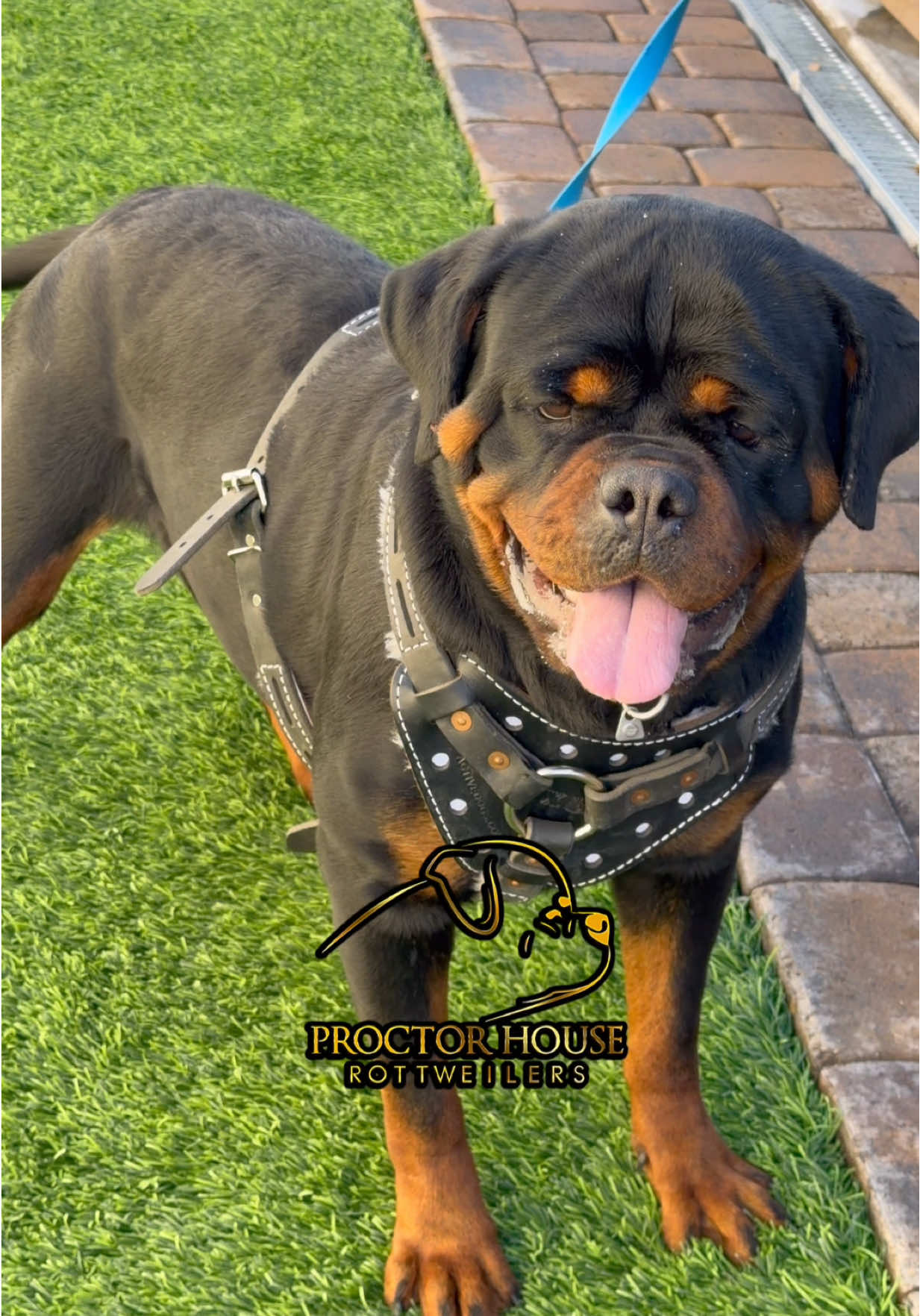 @Proctor House Rottweilers