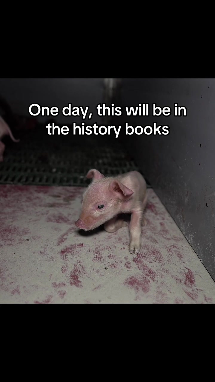 @Meat Sucks