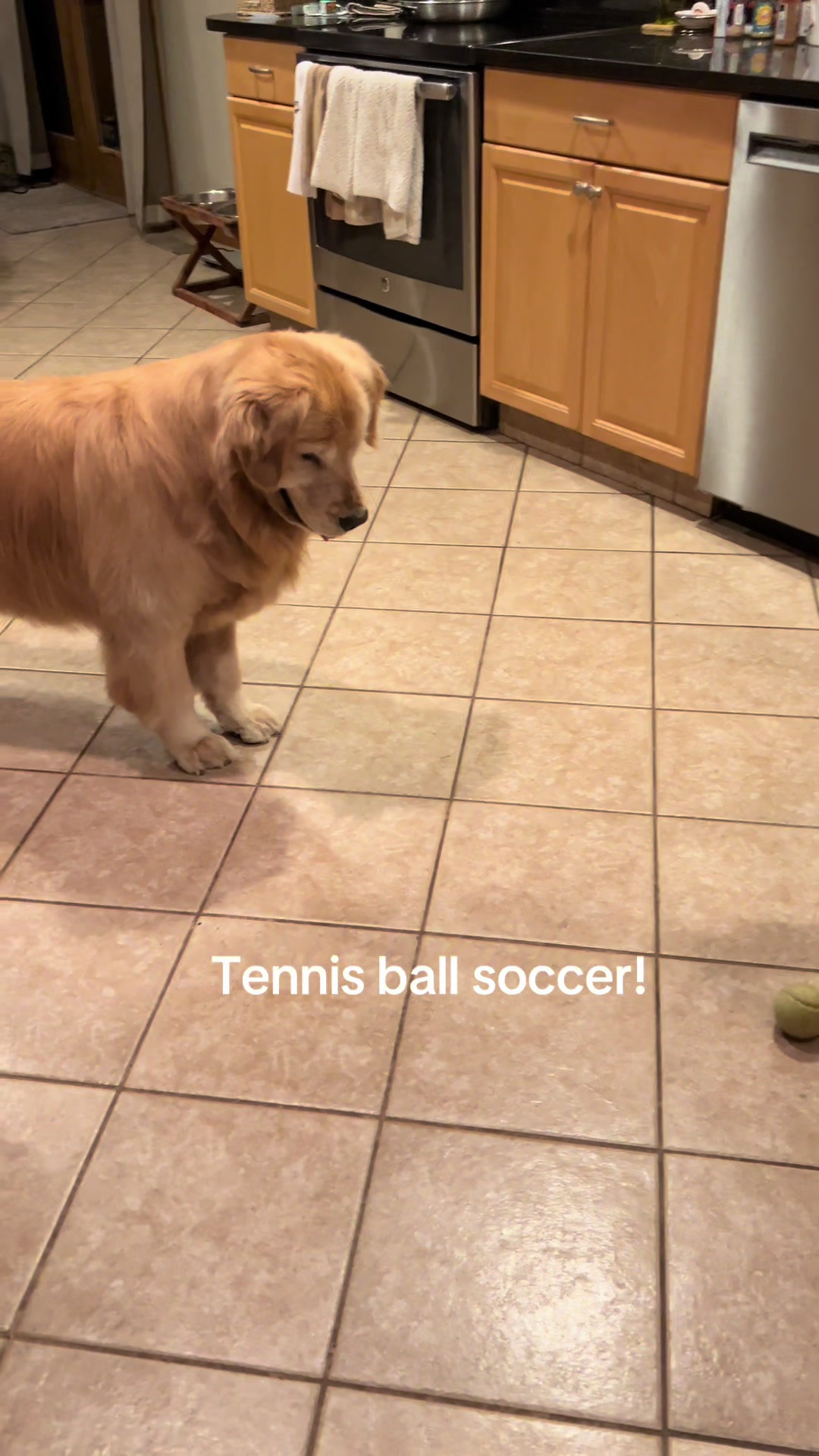 @Kody the Golden