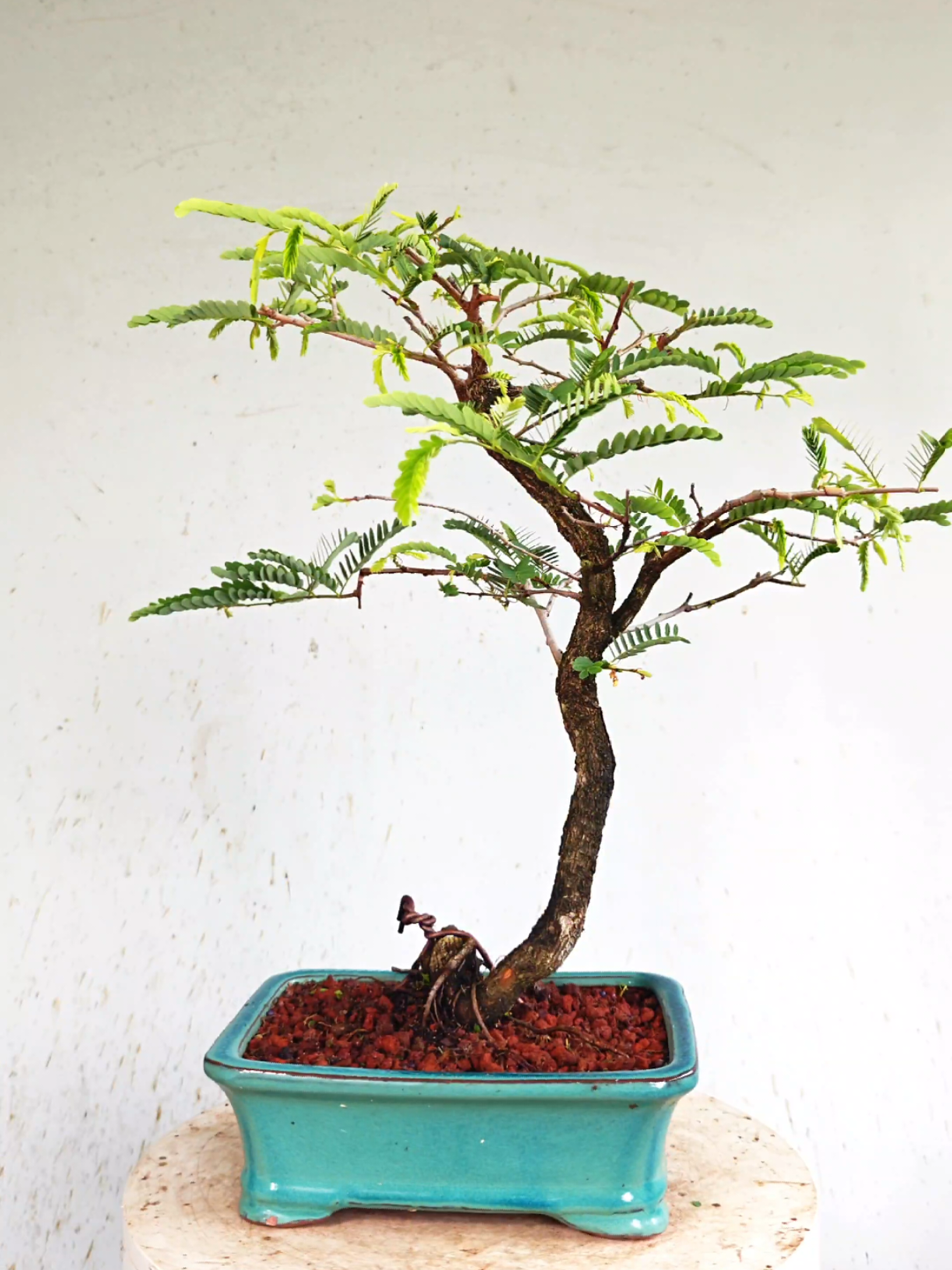 @Bryan Loves Bonsai