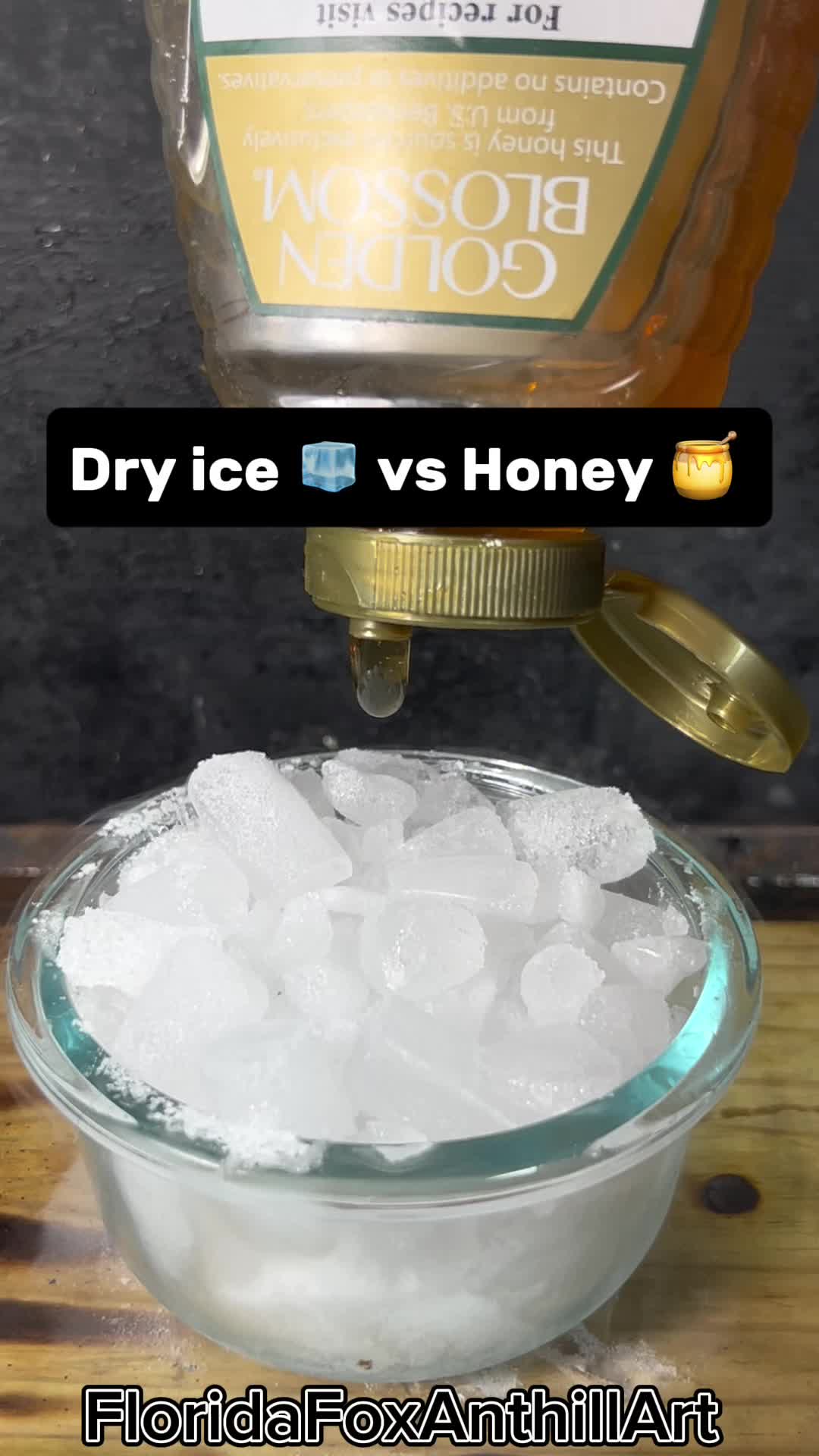 @FloridaFoxAnthillArt
