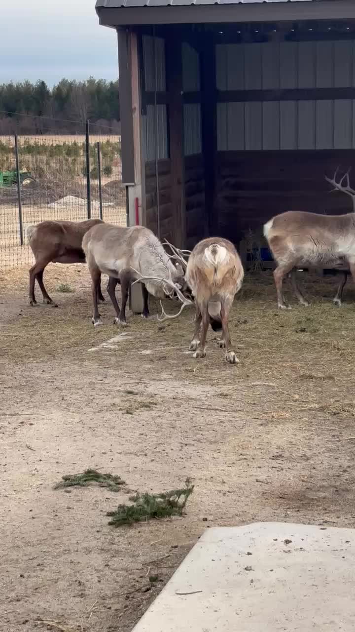 @Reindeer Randy