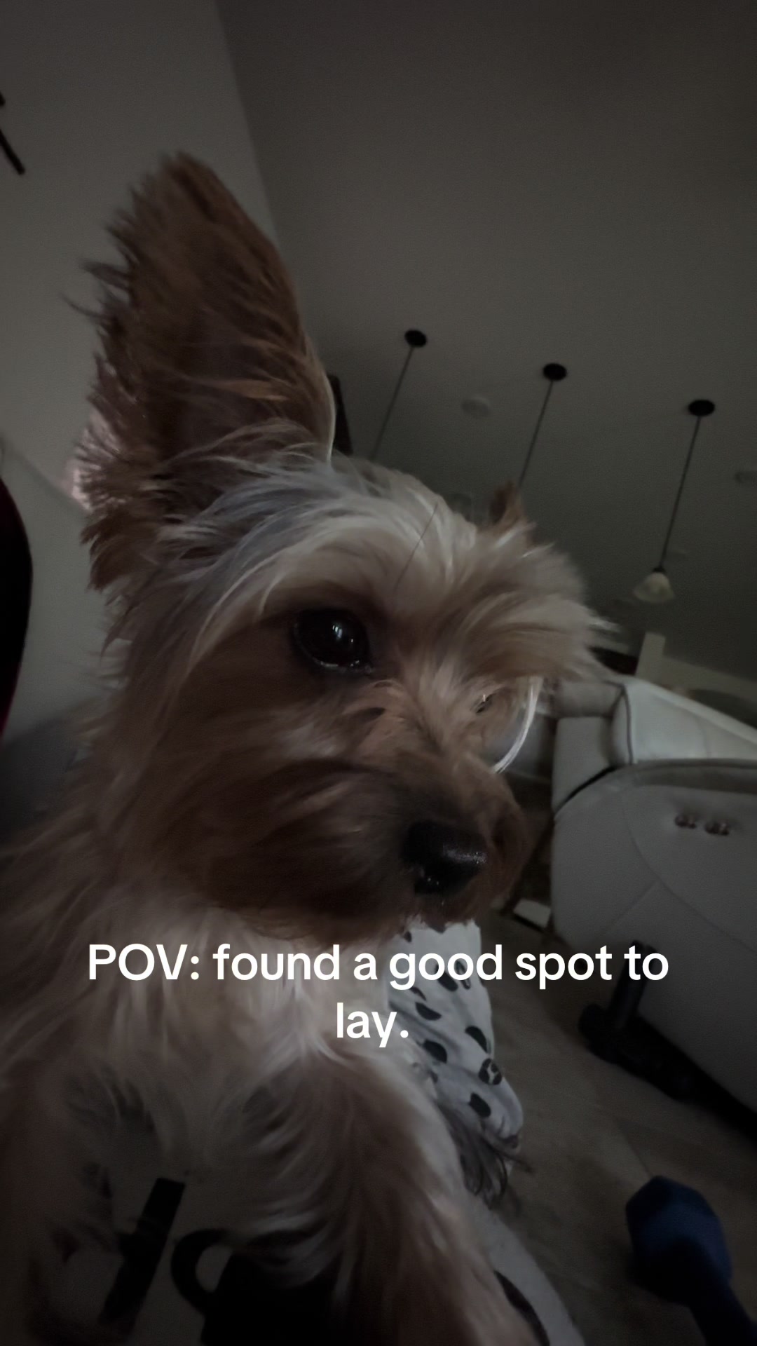@Penny the Yorkie
