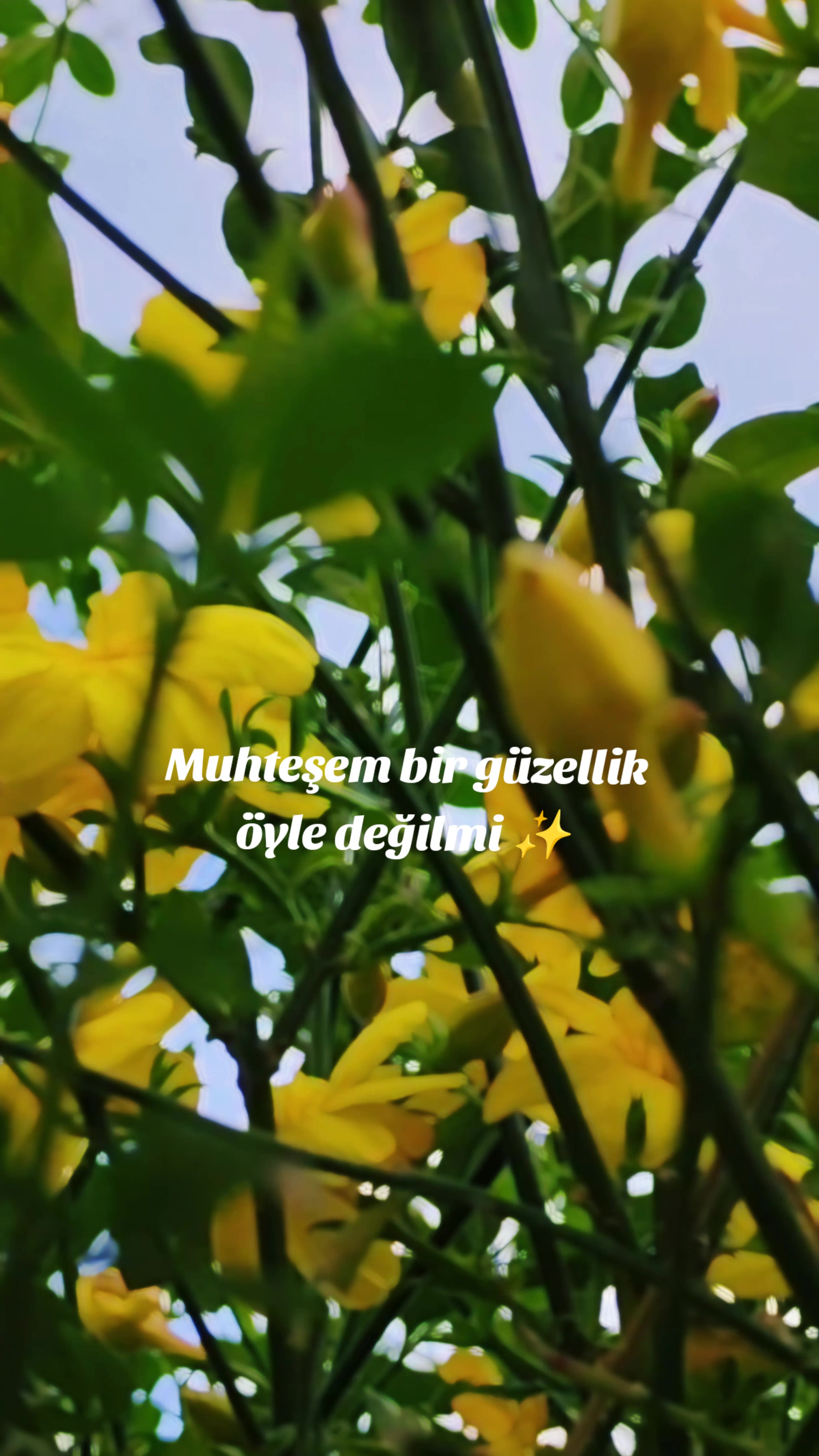 @Zeynep