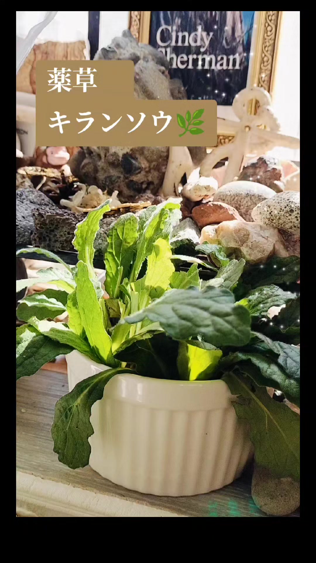@🌿ありごれん🌿薬草🌿