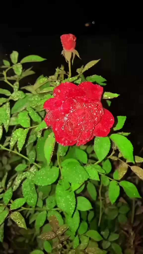 @123456🌹🌹🇵🇰🥀🌹