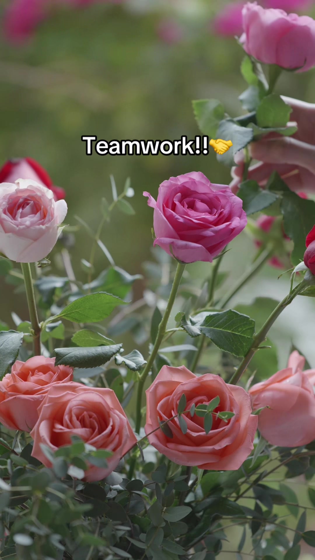 @Teamworker
