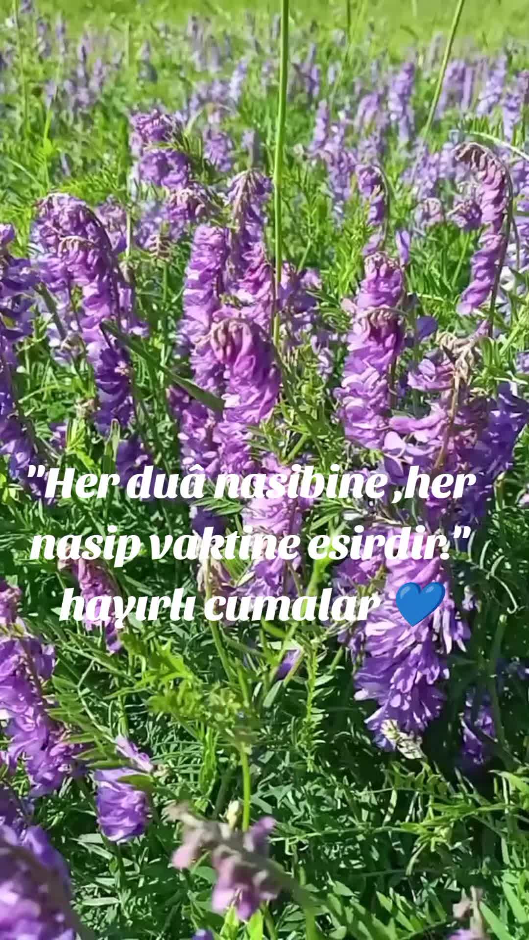 @Sami Cann