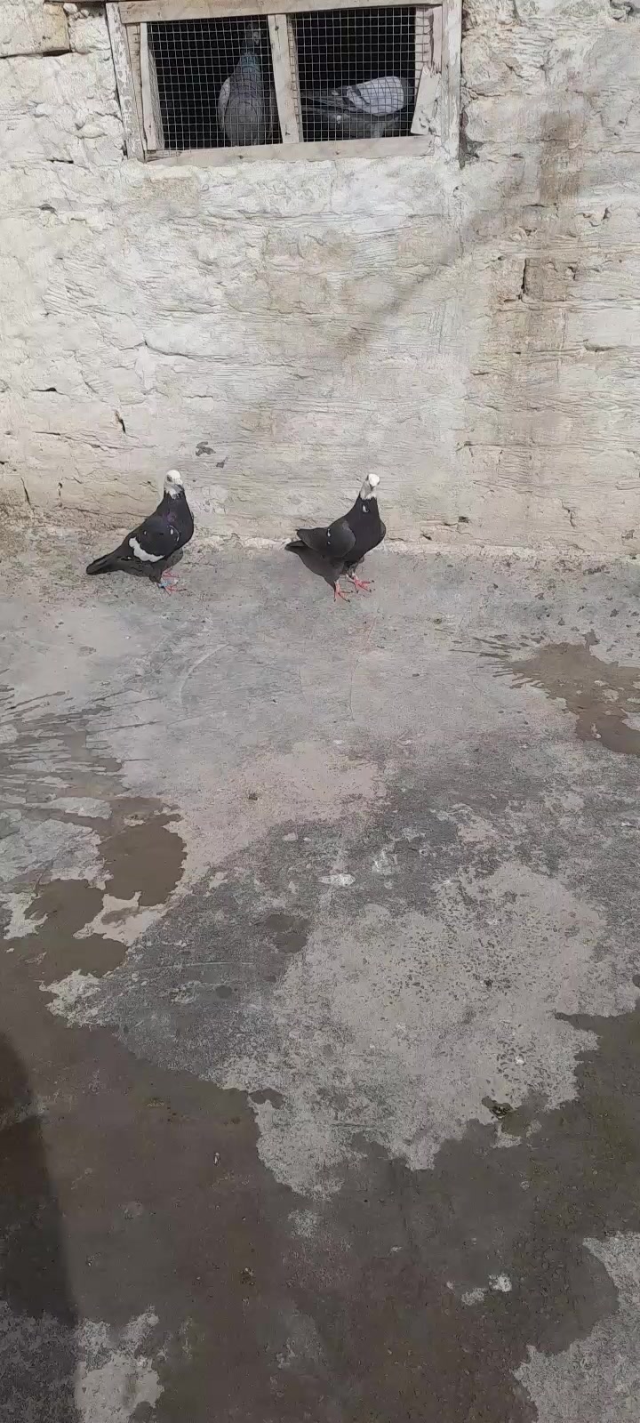 @chamanjanshoukmallroade
