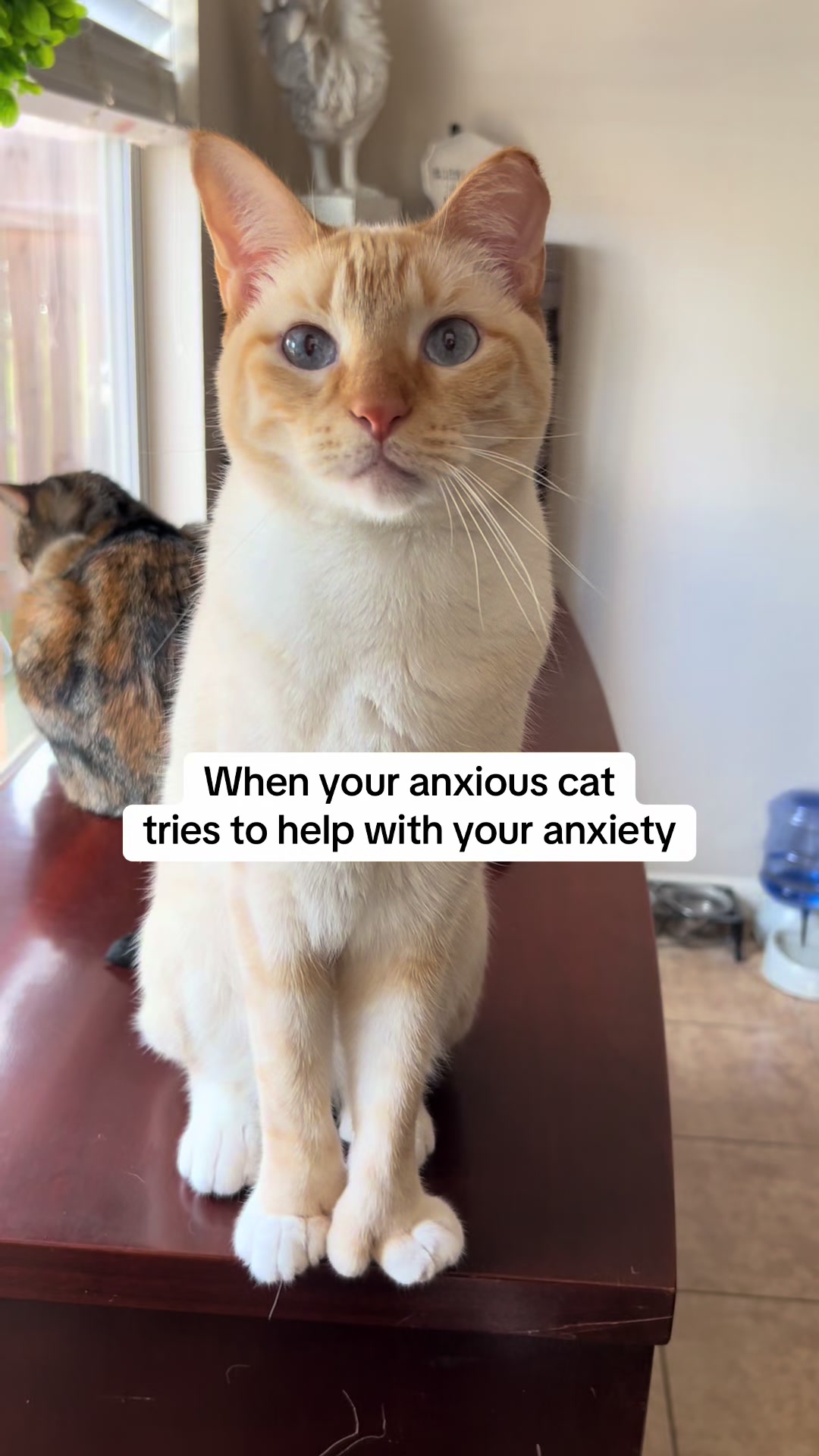 @mangosnickerskiwi