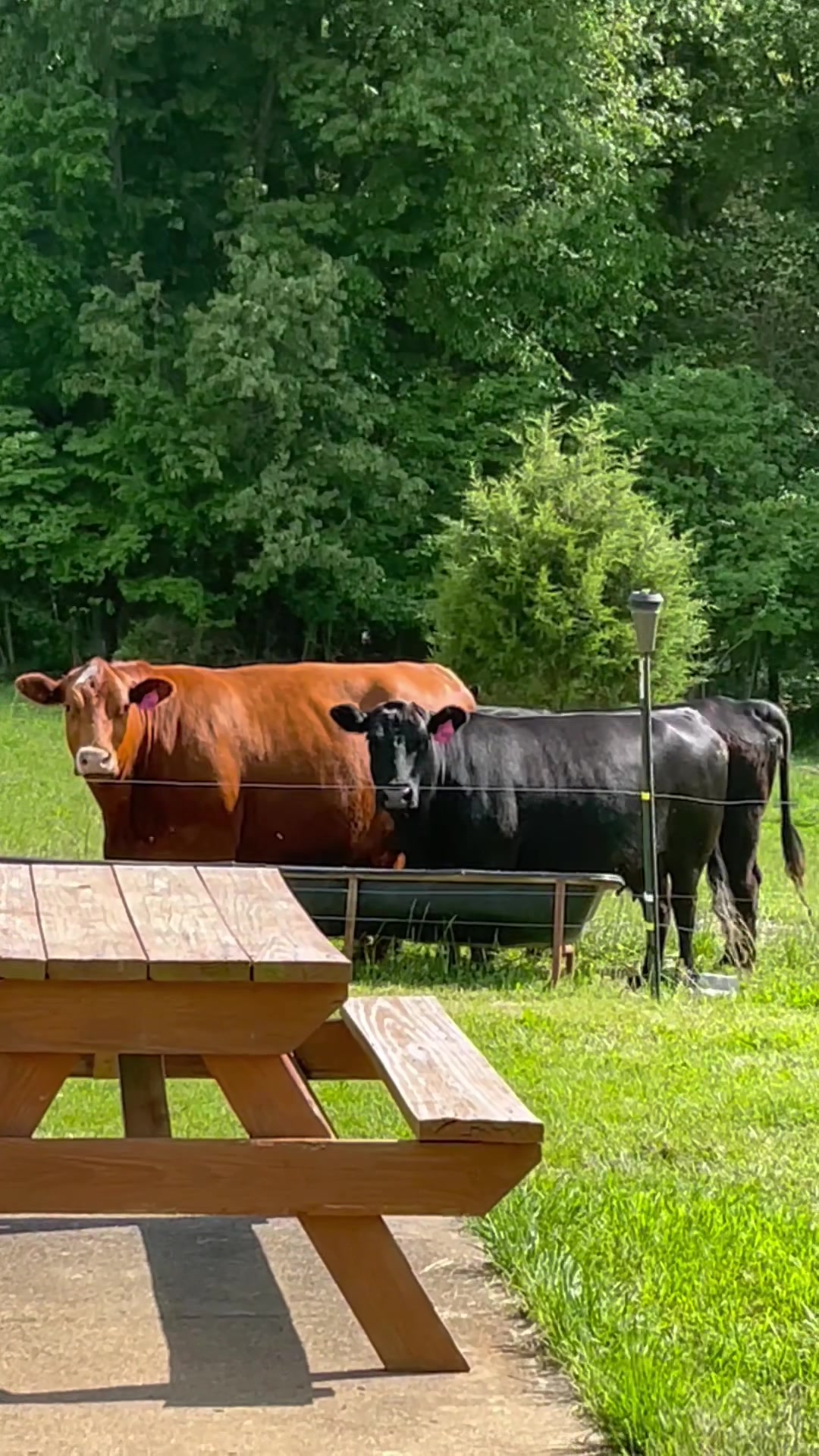 @EasilyDistractedby2Cows