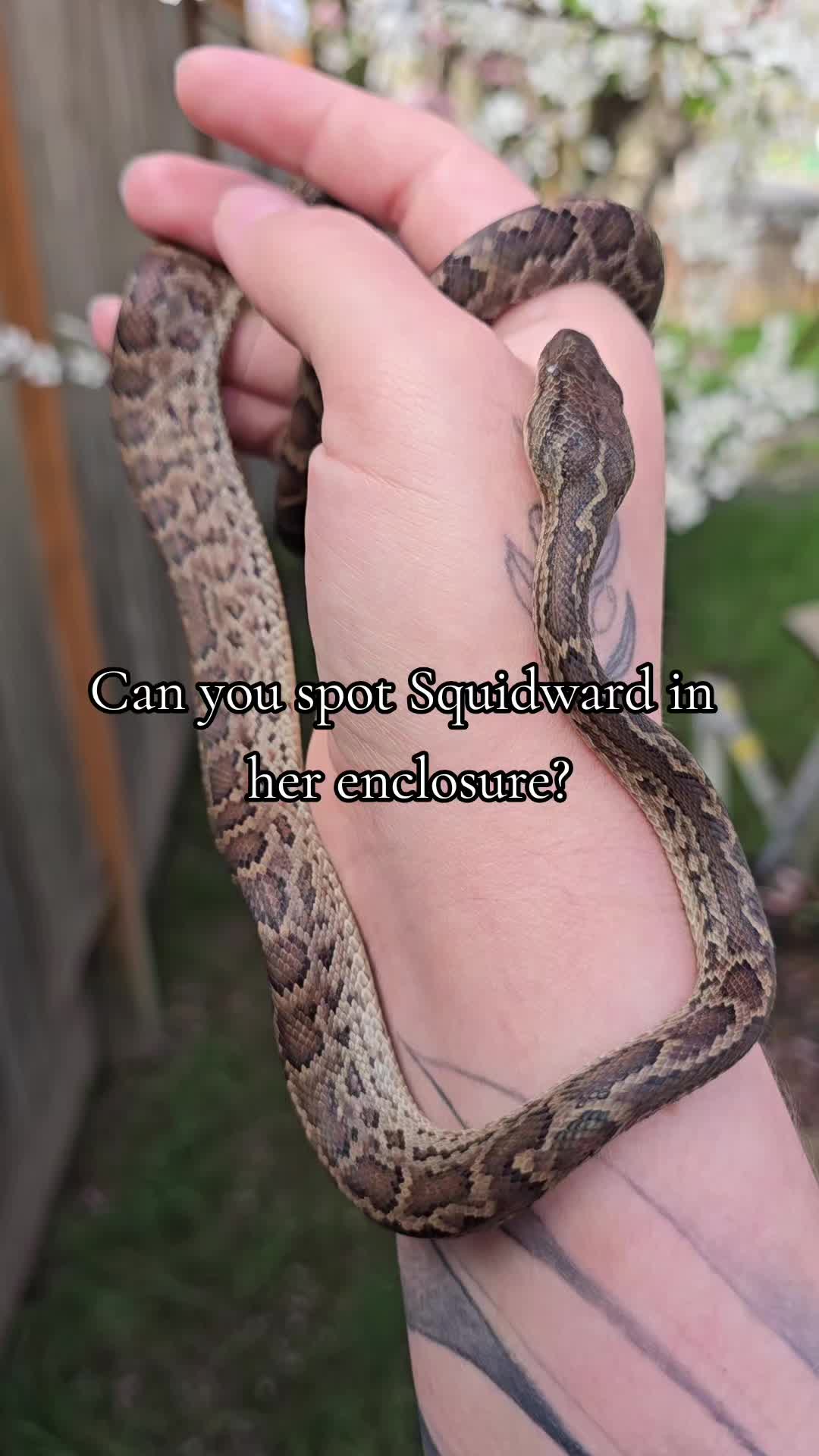 @MoonlitMorphs