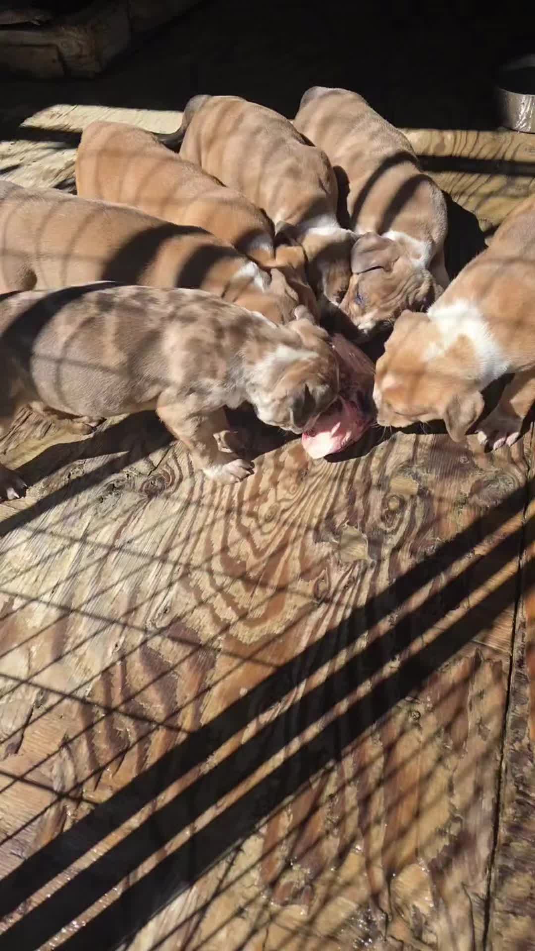 @hwy4bullyz