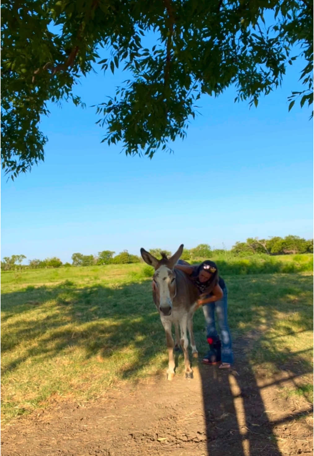 @DonkeyandHoundMama