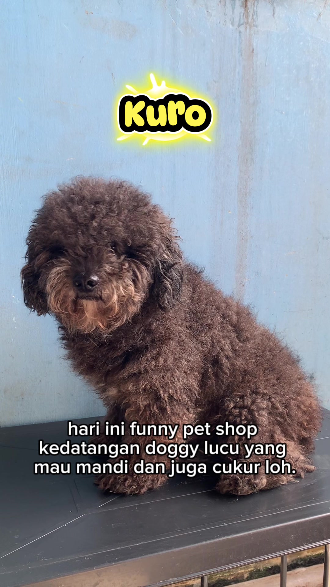 @Petshopgrosir ID-Funny Petshop