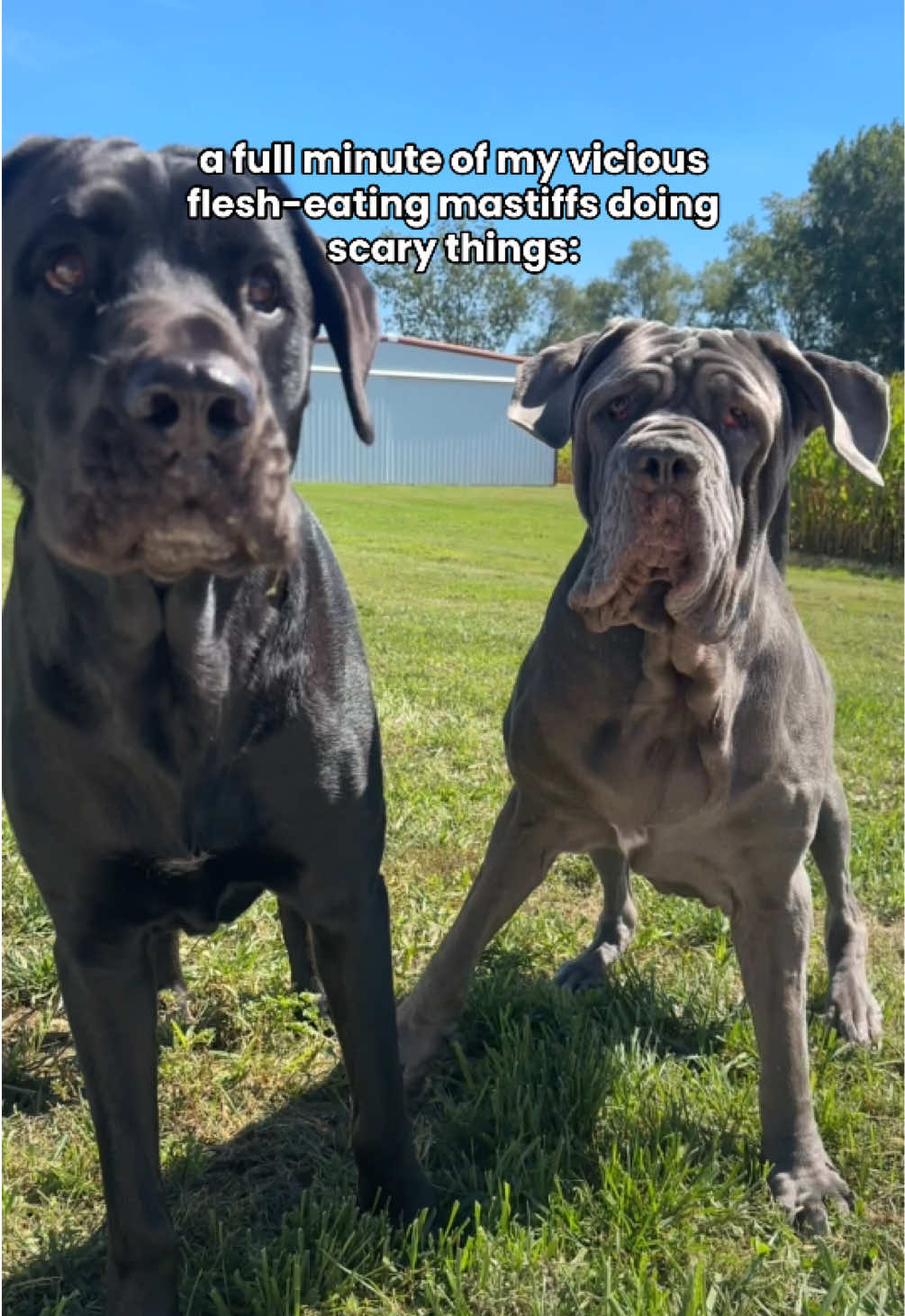 @Taylor + 4 dogs