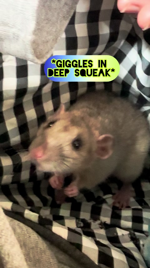 @Nosies and Toesies Rattery