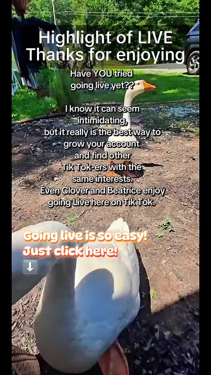 @Skeletonsonbeaverpond❌️🦆☠️