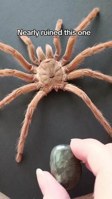@TarantulaBox